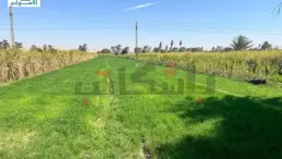 زراعة في محافظة أسوان بدعم من الفاو