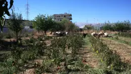 الهيئة الوطنية لحقوق الإنسان في لبنان