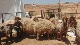 بيع الأغنام المدعومة خلال شهر رمضان في قطر