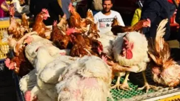 توافر الدواجن في السوق المصري