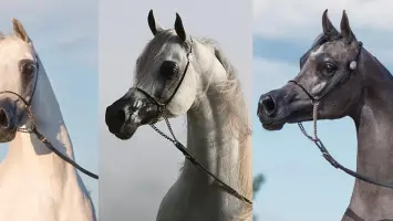 مشهد من منافسات الفروسية في الشقب