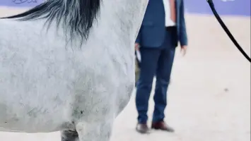 مشهد من بطولة جمال الخيل العربية الأصيلة في مزرعة الخالدية