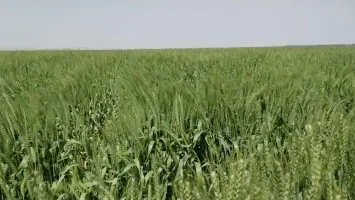 حقول القمح في مصر