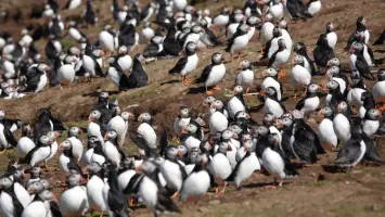 Volunteers counting puffins on Skomer Island