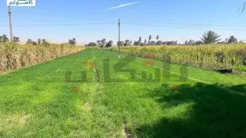 زراعة في محافظة أسوان بدعم من الفاو