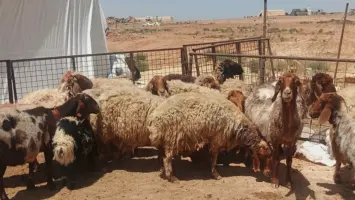 بيع الأغنام المدعومة خلال شهر رمضان في قطر