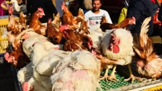 توافر الدواجن في السوق المصري