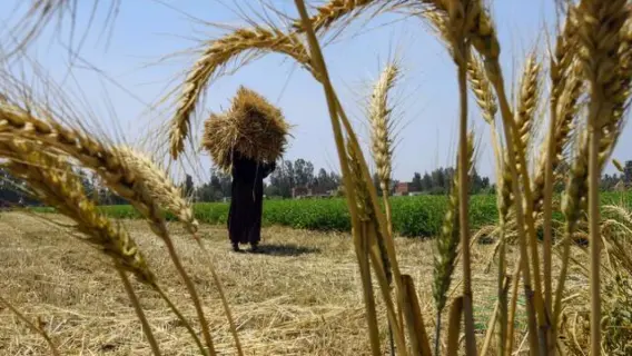 مدارس حقلية في محافظة المنوفية لتعزيز زراعة القمح