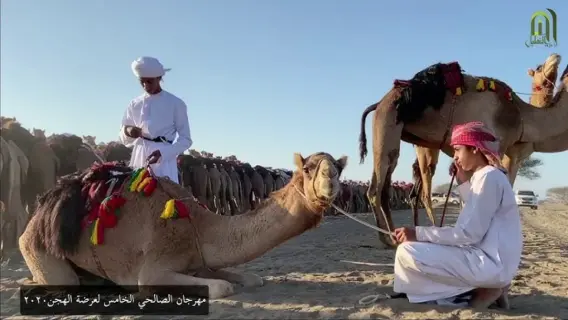 مهرجان الهجن 2026 في السعودية