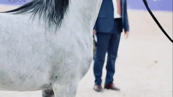 مشهد من بطولة جمال الخيل العربية الأصيلة في مزرعة الخالدية
