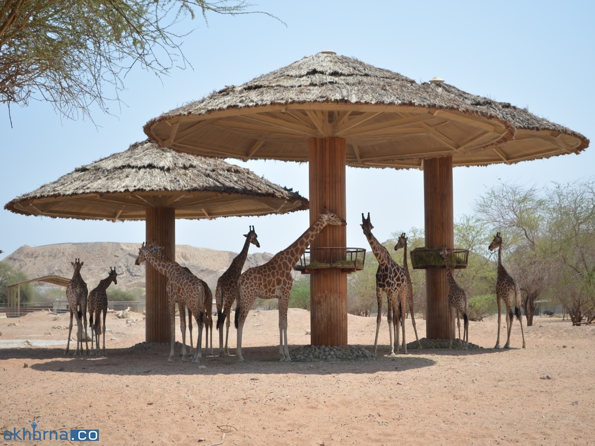 UAE: Al Ain Zoo Offers Free Admission to Students Until November 12