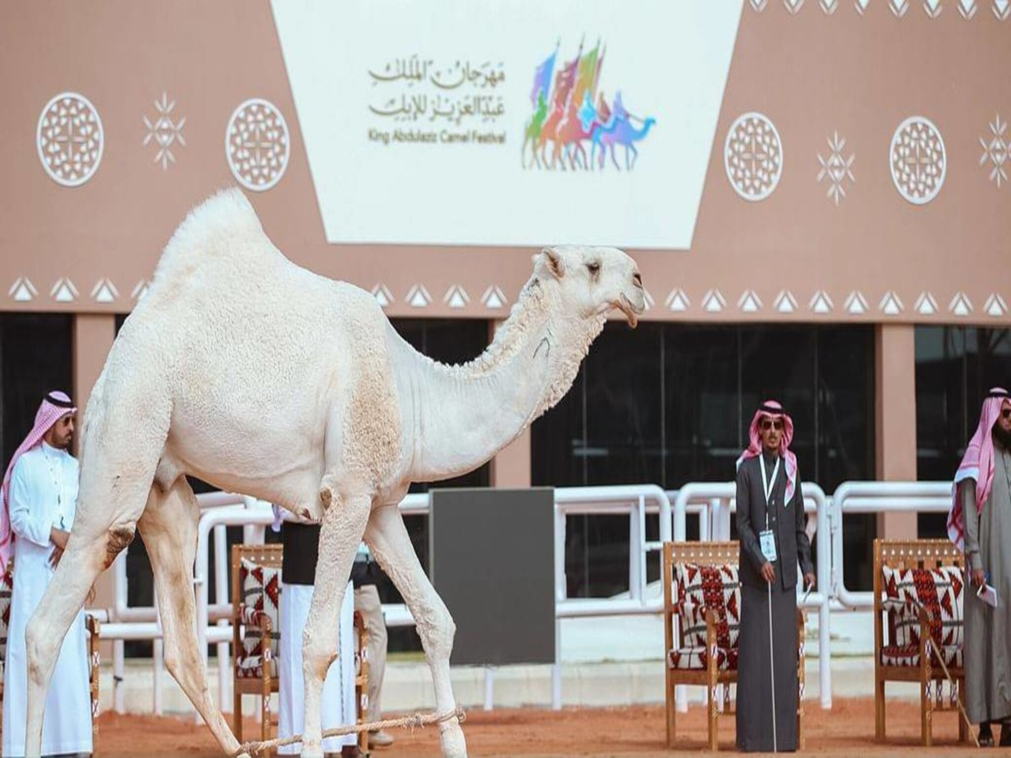 بدء موعد إنطلاق مهرجان الملك عبدالعزيز للإبل (2024 _1445)
