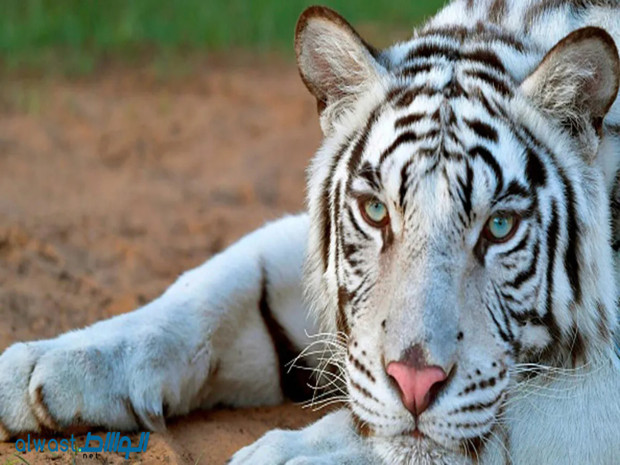 Sharjah Environment Authority denies rumors of tiger on the loose