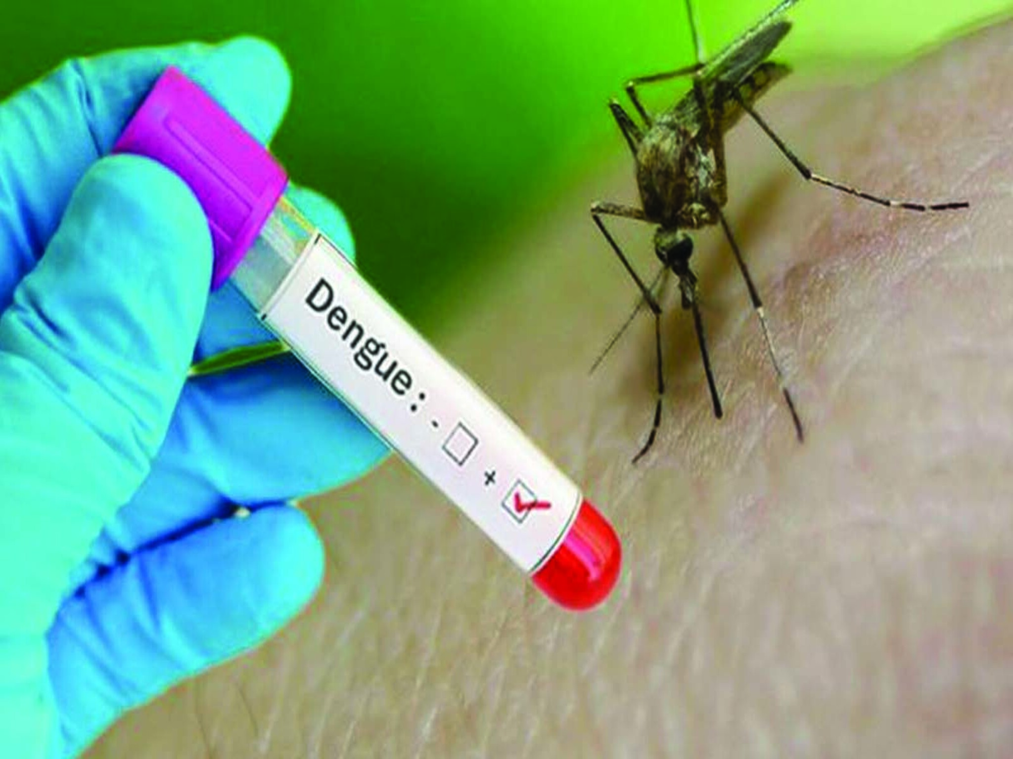 Panic in the Emirates due to the spread of dengue fever due to stagnant rain water