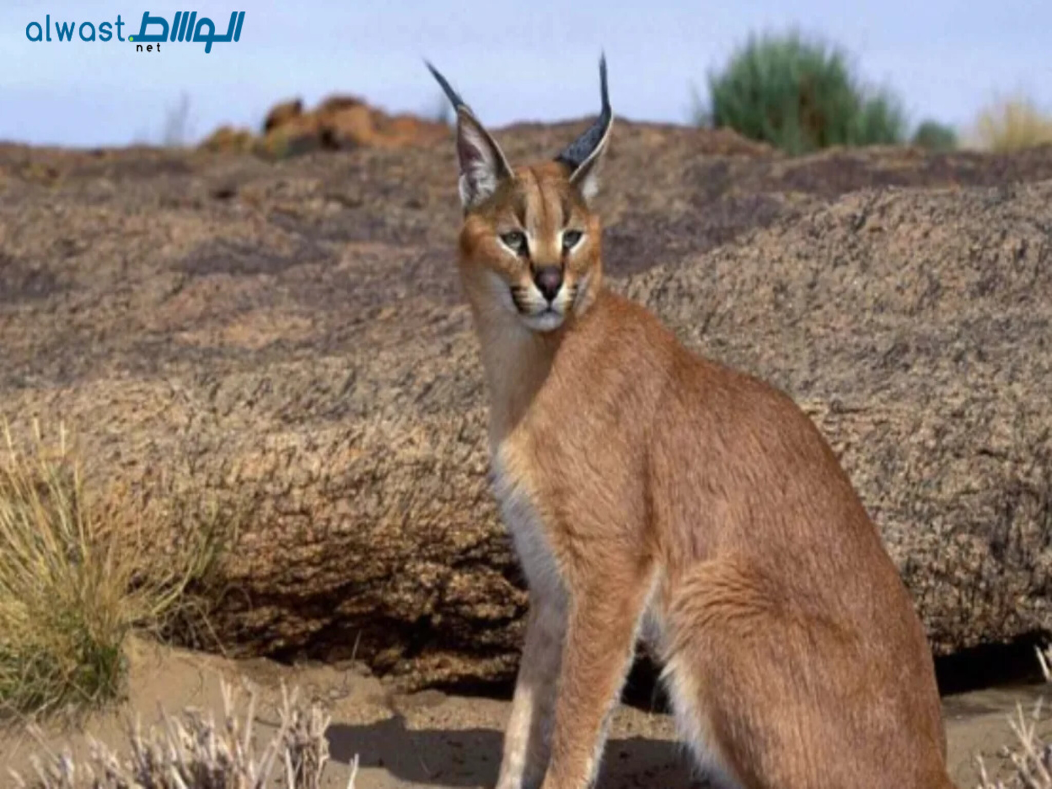 The UAE Fujairah Environment Authority successfully delivered "Lynx" to a zoo