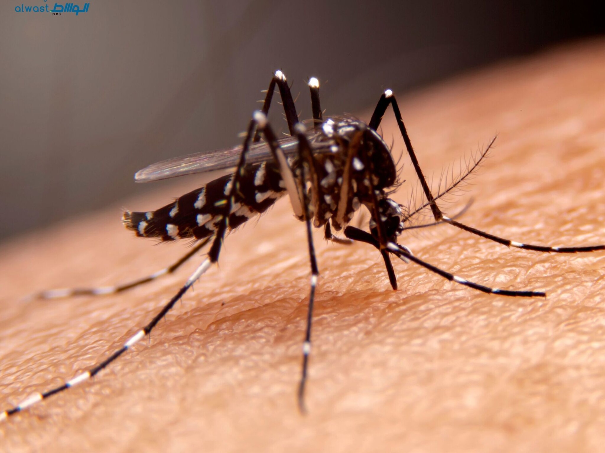 UAE Doctors Urge Skin Protection from Mosquito Bites with Creams and Prevention