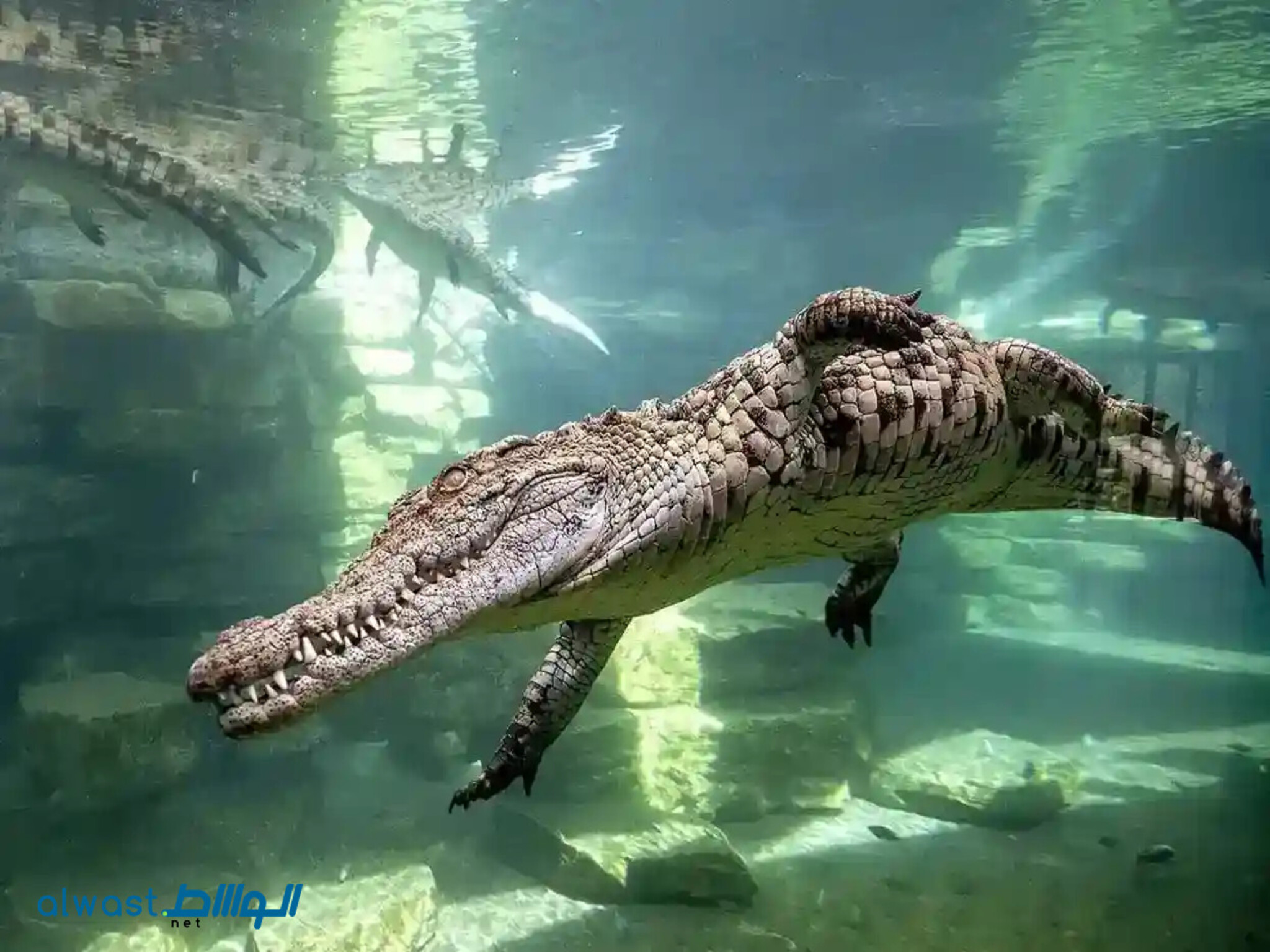 Dubai Crocodile Park Unveils Commencement date of Nesting Season