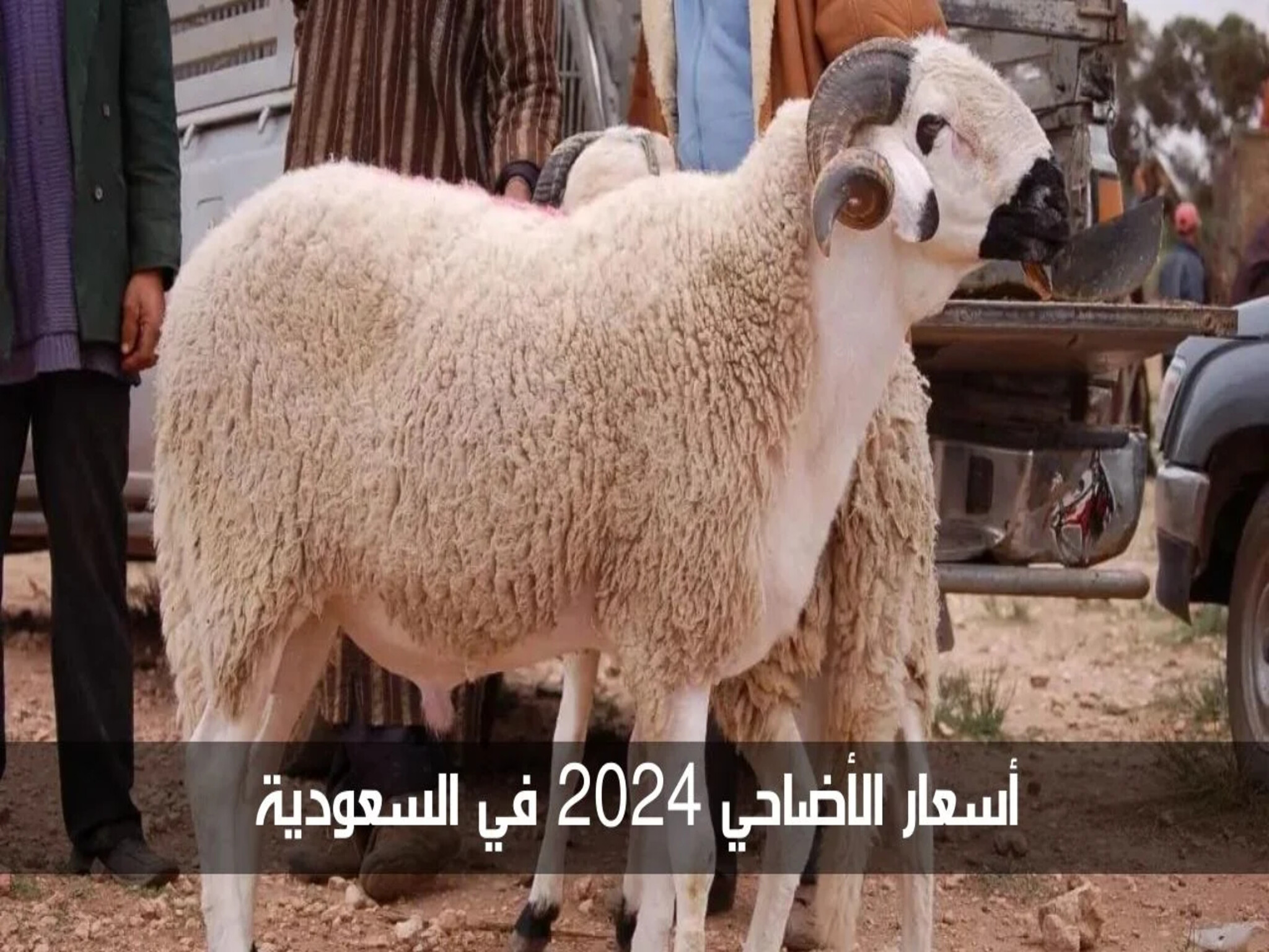 ارتفاع أسعار الأضاحي 2024 في المملكة السعودية بجميع أنواعها.. تعرف علي التفاصيل