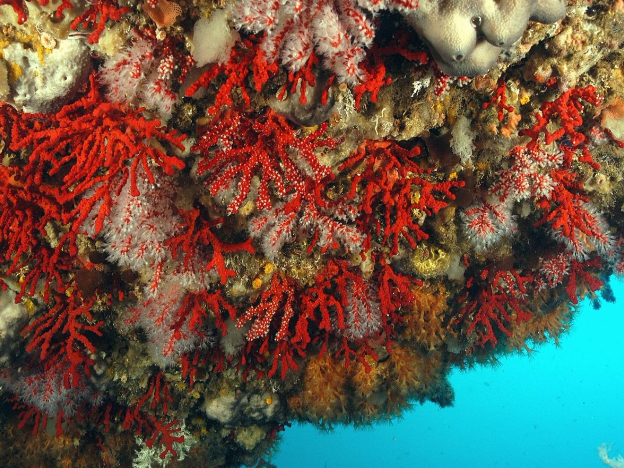 إكتشاف جديد .. العثور علي نوع نادر من المرجان الأحمر في مياه مضيق ماجلان