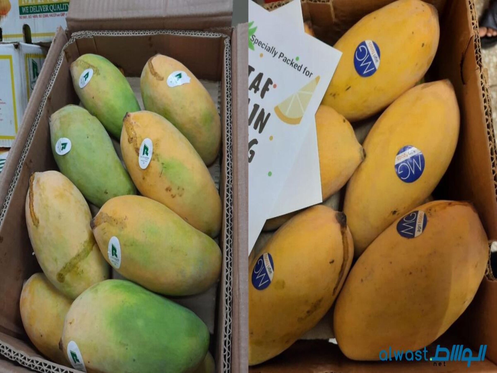 UAE Markets: Indian and Pakistani Mangoes Priced from Dh4 to Dh600 per Kg