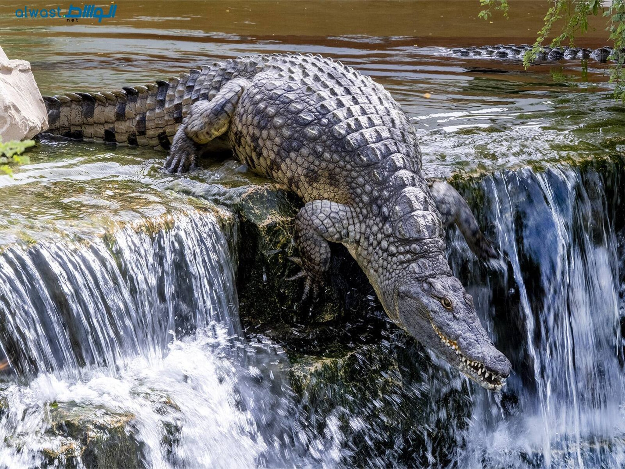 UAE announces free entry for children at Dubai Crocodile Park